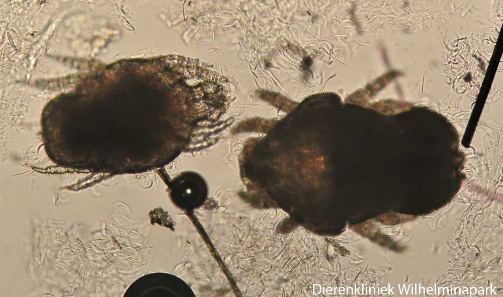 Cheyletiella mijten onder de microscoop